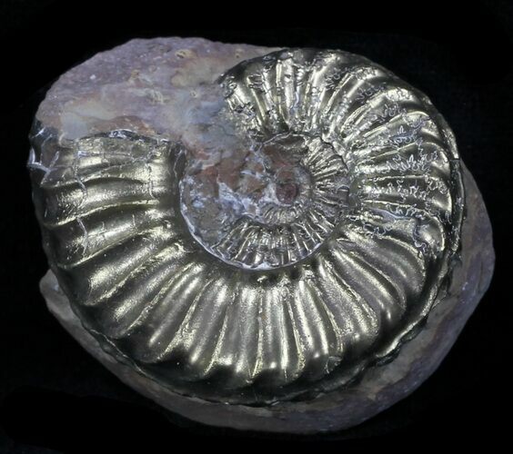 Pyritized Pleuroceras Ammonite - Germany #33037
